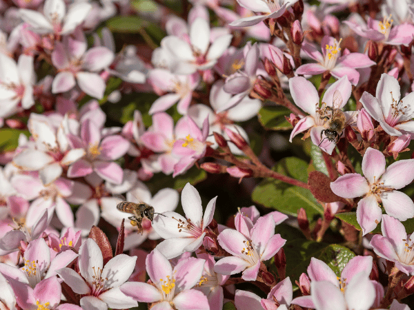 Verveine citronnelle, Verveine odorante