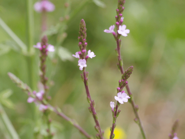 Verveine officinale