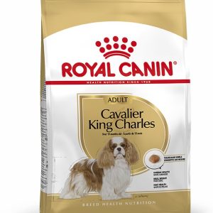 CAVALIER KING CHARLES ADULT