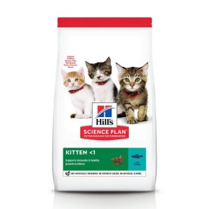 Chat Kitten Thon