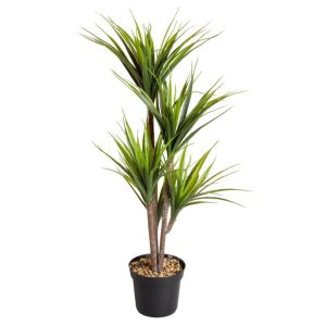 Dracaena 104,5 cm