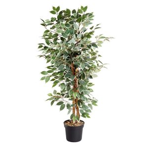 Ficus bicolore 130cm