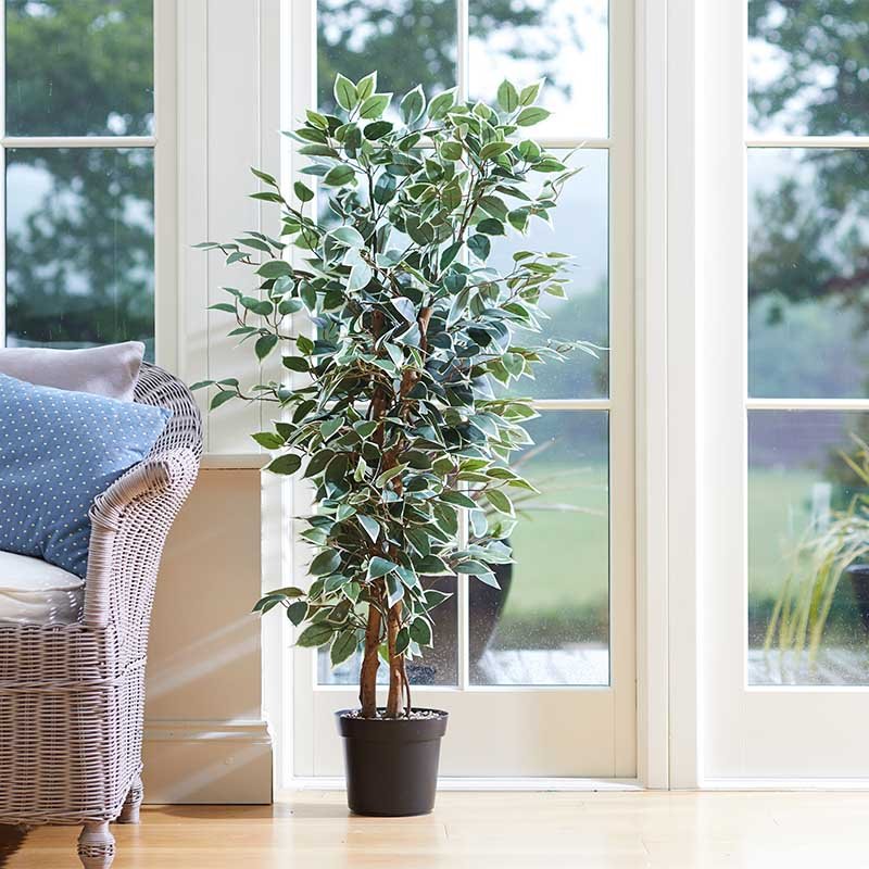 Ficus bicolore 130cm – Image 2