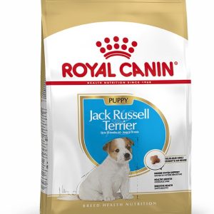 JACK RUSSELL JUNIOR