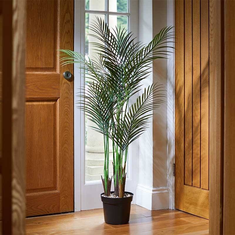 Palme Phoenix 124cm – Image 2