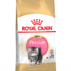 PERSIAN KITTEN