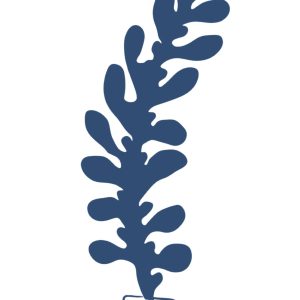 Feuille eucalyptus à piquer