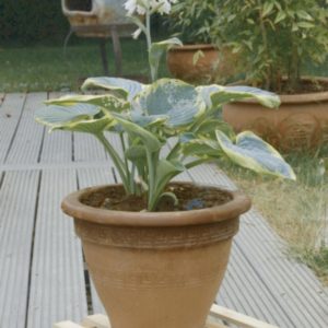 FLORA ROLL NATURA CARRE 35CM