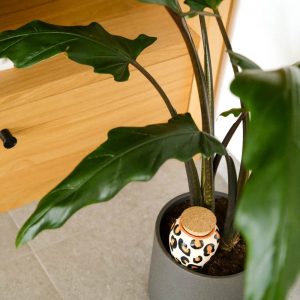 OLLA LEOPARD