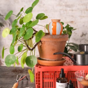 OLLA RAYE ORANGE BLEU