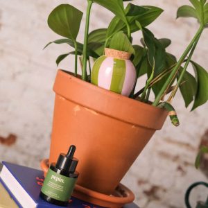 OLLA RAYE VERT LILAS