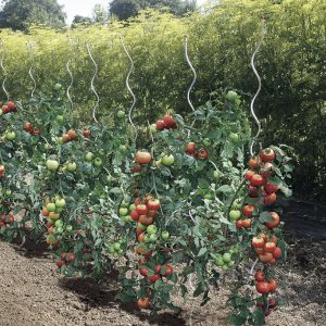 TOMATO SPIRAL