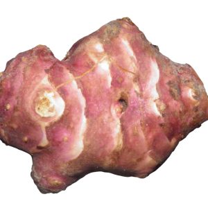 TOPINAMBOUR VIOLET – Clipack de 5 unités