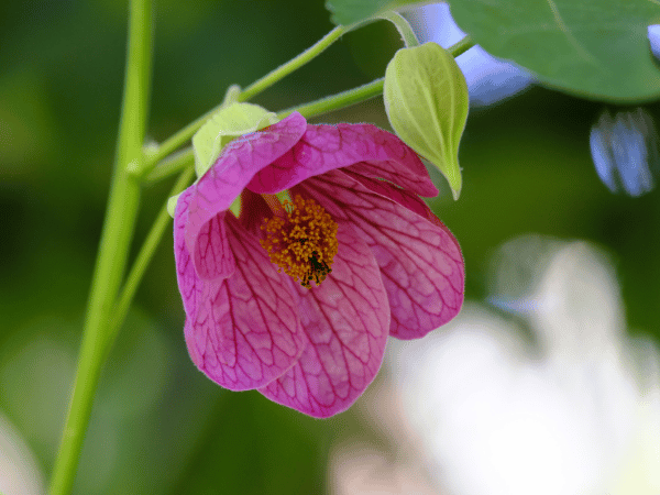 Abutilon ou Lanternes chinoises
