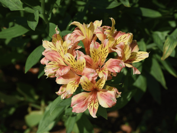 Alstroemeria ou Lys des Incas