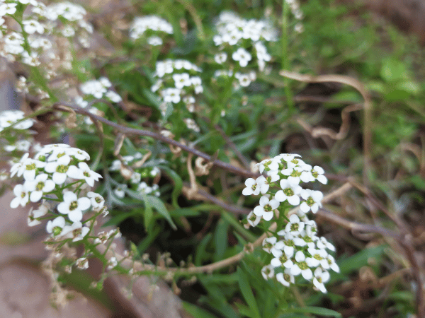 Alysse odorante