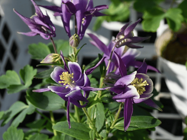 Ancolie des jardins