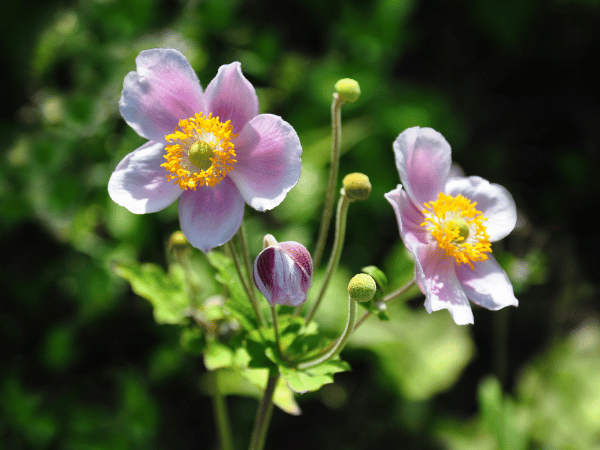 Anemone du Japon