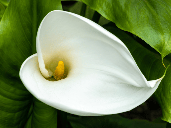 Arum blanc ou Arum d&rsquo;Ethiopie
