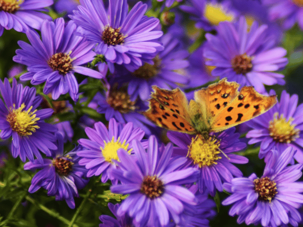 Aster