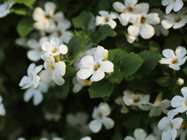 Bacopa des balcons
