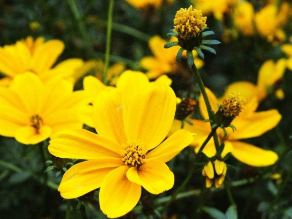 Bidens