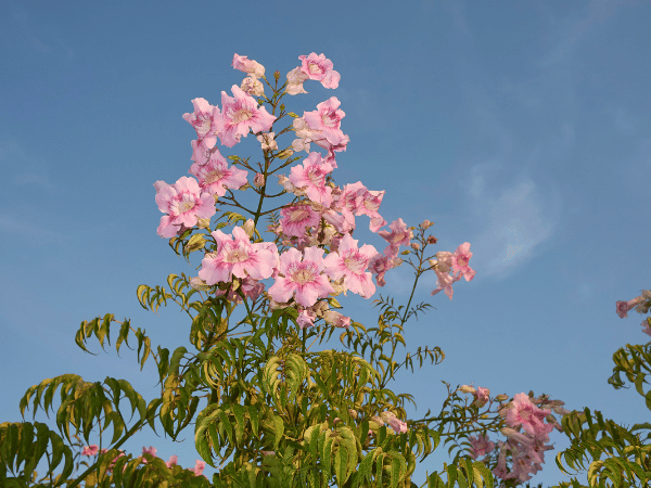 Bignone rose