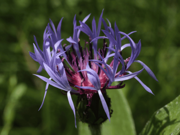 Bleuet ou Centaurée des montagnes