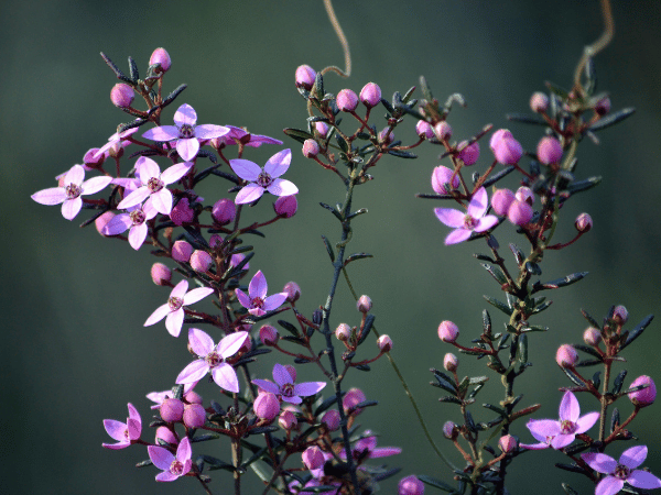 Boronia d'anis