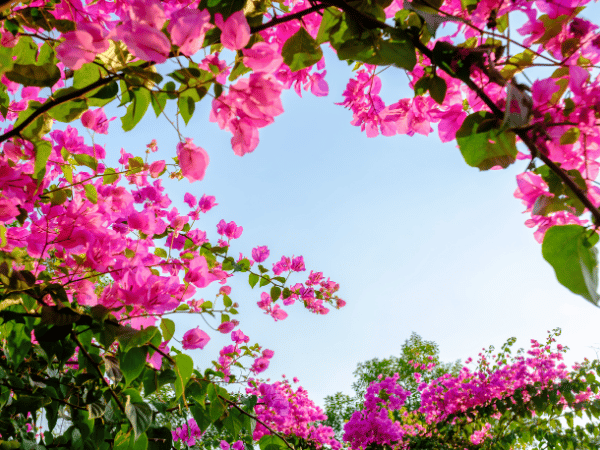 Bougainvillier