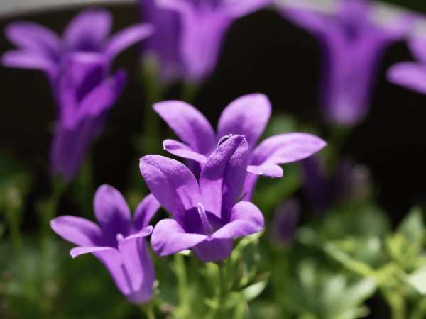 Campanule des murailles