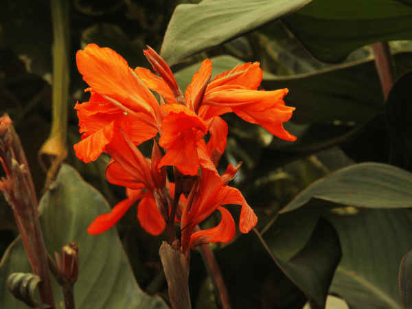 Canna ou Balisier