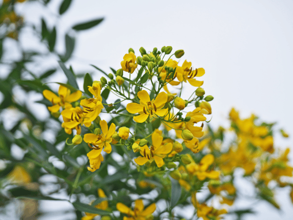Cassia