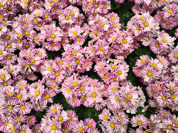 Chrysanthème d'automne