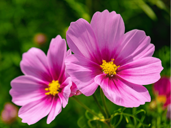 Cosmos