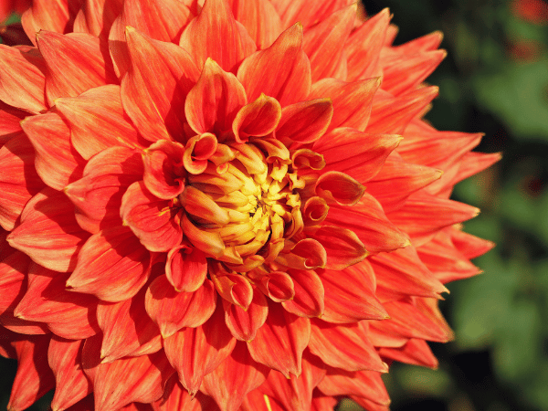 Dahlia commun