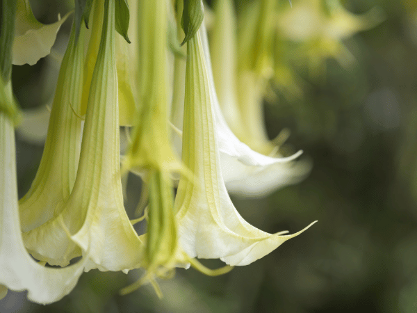Datura ou Trompette du jugement