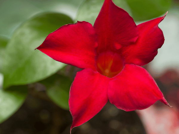 Dipladenia
