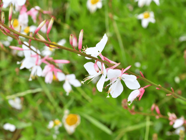 Gaura