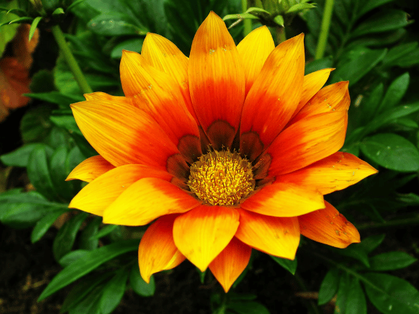 Gazania vivace