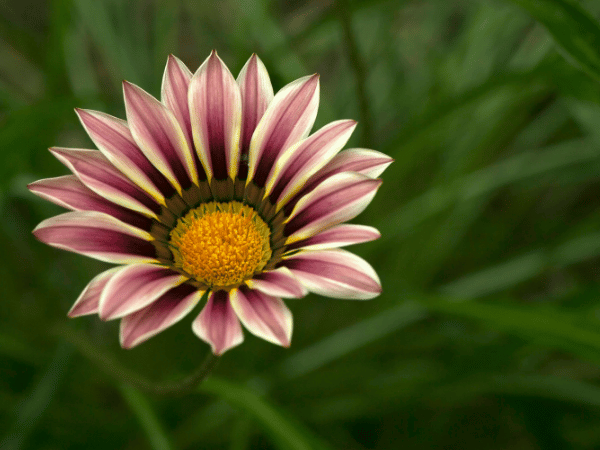 Gazania