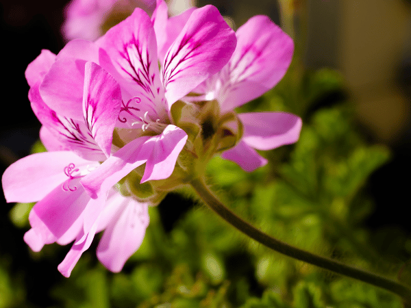 Géranium citronelle
