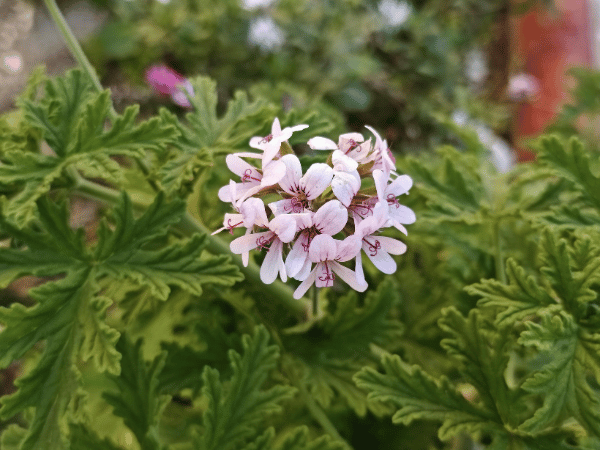 Géranium lierre à fleurs doubles