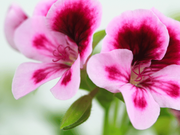 Géranium odorant