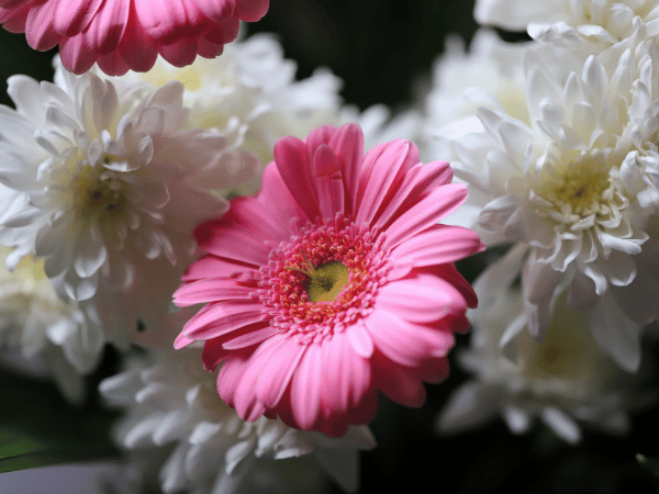 Gerbera