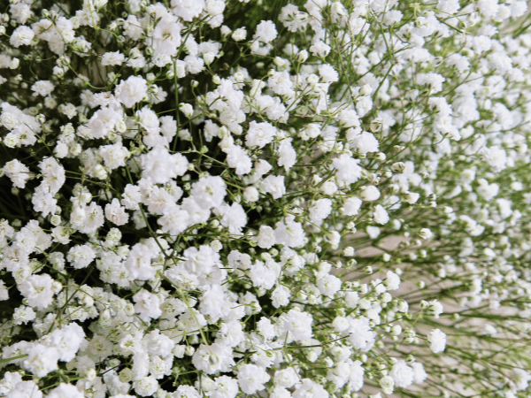 Gypsophile