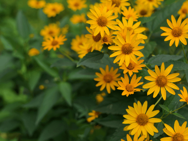Héliopsis ou Faux-tournesol