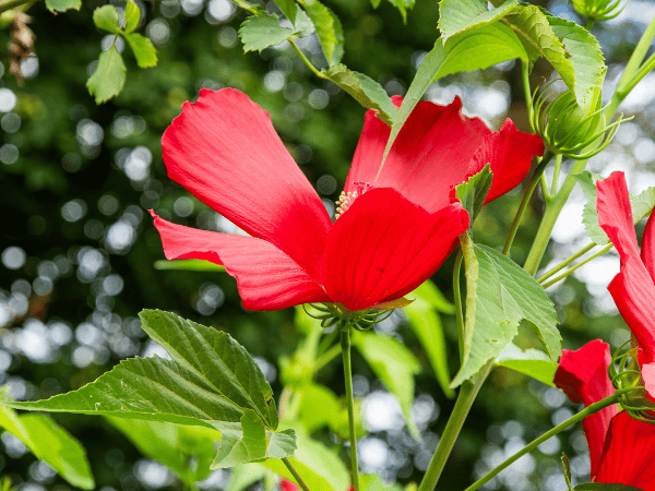 Hibiscus des marais