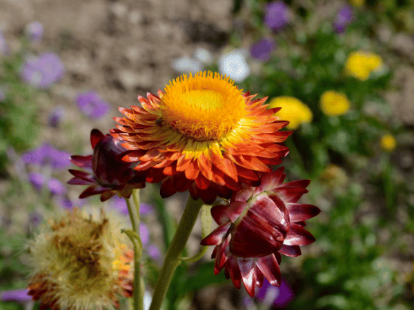 Immortelle à bractées