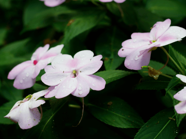 Impatiens à fleurs double